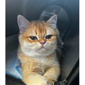 Перевозка котика